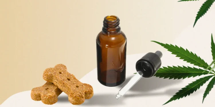 CBD and Your Dog's Brain What Makes the Best CBD for Anxiety Work