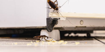 How Local SEO Search Inc. Helps Pest Control Services