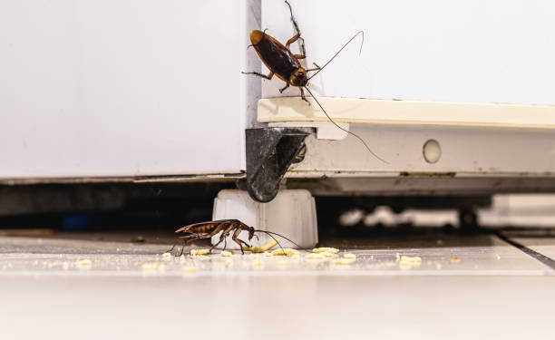 How Local SEO Search Inc. Helps Pest Control Services