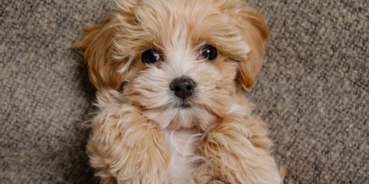 Preparing Your Home for a New Maltipoo Puppy