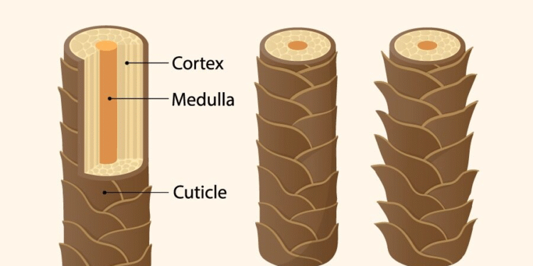 Best Shampoo for Colored Hair