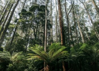 Nurturing Nature: The Value of Professional Arborist Services in Melbourne