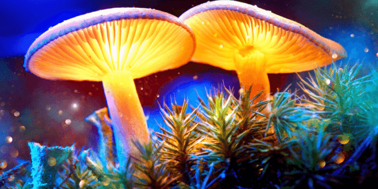 Mushroom Supplements: Nature's Answer to Holistic Wellness
