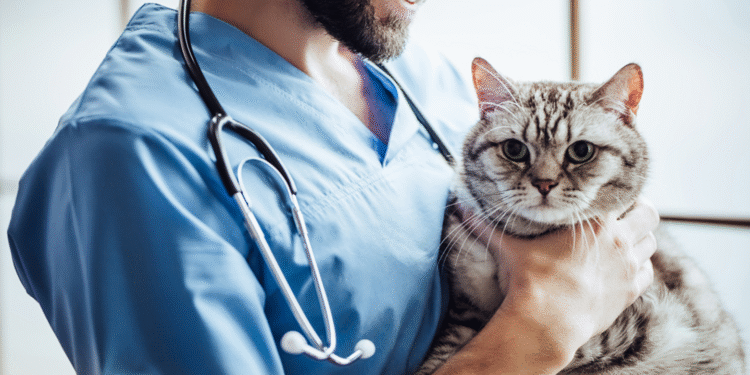 Choosing the Best Veterinary Clinic in Dubai for Your Beloved Pet