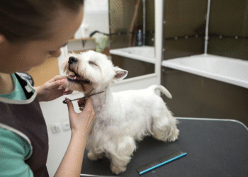 The Most Common Claims Against Dog Groomers