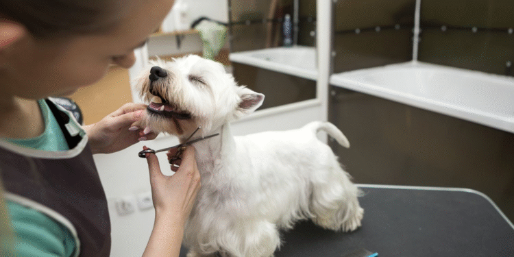 The Most Common Claims Against Dog Groomers