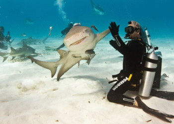 Discover Timeless Elegance: A Comprehensive Guide to Hamilton Watches