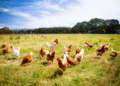 The Benefits of Choosing Free Range Chicken for Your Family