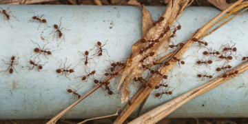 Need Help With A Pest Problem? Find A Licensed Exterminator Near You