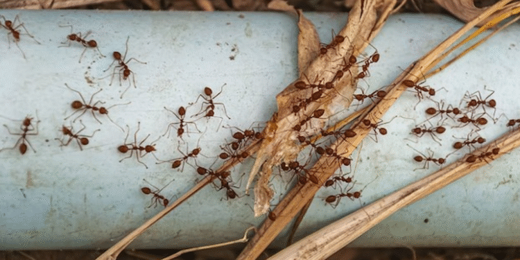 Need Help With A Pest Problem? Find A Licensed Exterminator Near You