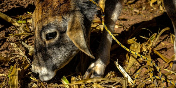 How to Choose the Right Bulk-Animal Feed Suppliers for Your Feedlot?