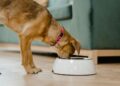 The Complete Guide to Choosing Custom Packaging for Food and Pet Care Products