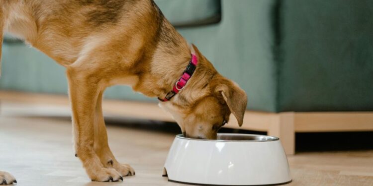 The Complete Guide to Choosing Custom Packaging for Food and Pet Care Products